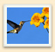Lorsqu'ils volent à la recherche de nectar sucré, les colibris pollinisent les fleurs qu'ils visitent. 