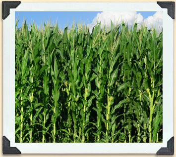 Wind plays a major role in pollinating crops such as corn. 