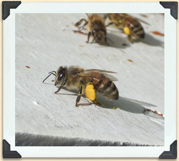 Les abeilles recueillent une grande quantité de pollen dans des « corbeilles » situées sur la face postérieure de leurs pattes arrière. 