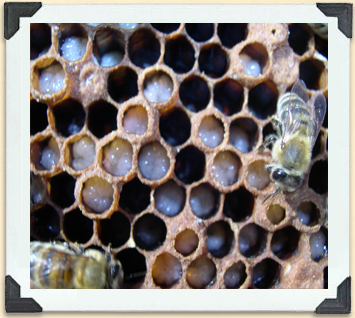 Worker bees feed the larvae in the cells of a brood box. 