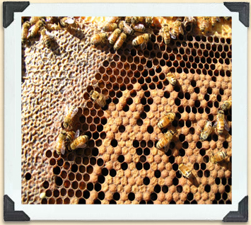 The lower right foreground shows capped brood cells. 