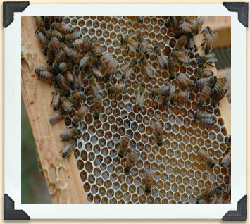 Worker bees fill the cells with honey prior to capping them with wax.   