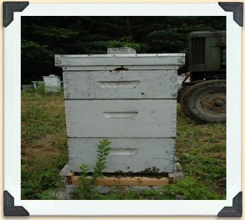 The exterior of a Langstroth hive. 