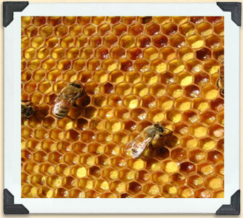 Bees on a frame of cells full of pollen. 