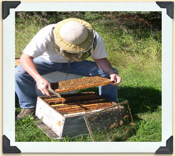 Examining a frame of bees. 