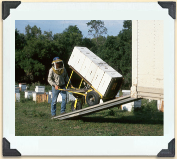 Hive boxes filled with honey frames on their way to the honey house for extraction. Each box can weigh over 27 kg.  