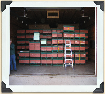 Large warehouses can hold thousands of hive boxes full of overwintering bees.  