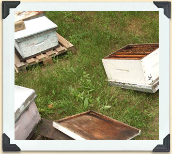 Bears knock hives apart to get at the bees. 