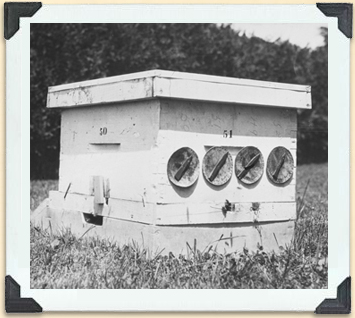 Des cadrans indiquent les dates d'inspection de cette ruche utilisée pour la recherche à l'Ontario Agricultural College, vers 1930. 