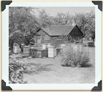 Rucher du centre de l'Ontario au début du XXe siècle avec une miellerie en arrière-plan. 