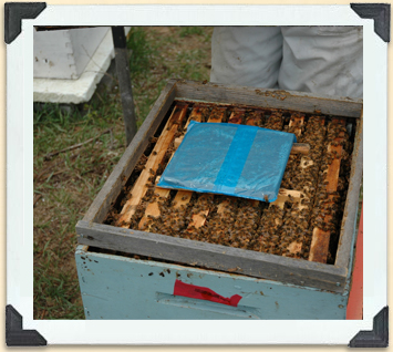 À l'arrivée du printemps, les apiculteurs inspectent leurs ruches et administrent des médicaments au besoin. 