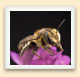 Une abeille découpeuse de luzerne récolte le nectar d'une fleur de luzerne.  