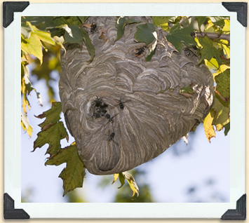 Le nid des guêpes à taches blanches est facilement reconnaissable, et il doit être évité. 