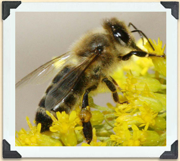 Comme leur abdomen est foncé, les abeilles carnioliennes sont souvent appelées abeilles noires. 