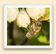 Les abeilles mellifères sont élevées pour la pollinisation de cultures, comme les bleuets, et pour leur production de miel.  