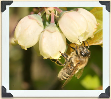 Les abeilles mellifères sont élevées pour la pollinisation de cultures, comme les bleuets, et pour leur production de miel.  