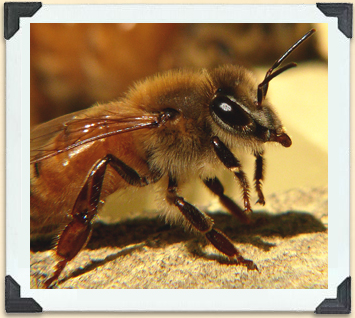 Italian bees were the first strain imported to North America in the eighteenth century and remain very popular today. 