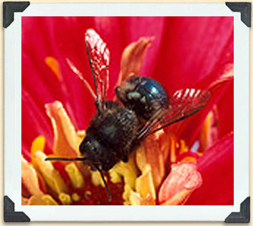 Orchard mason bees are increasingly being used to pollinate field crops such as blueberries. 